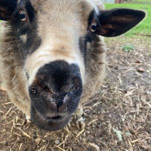 Meet your Posher, Liz